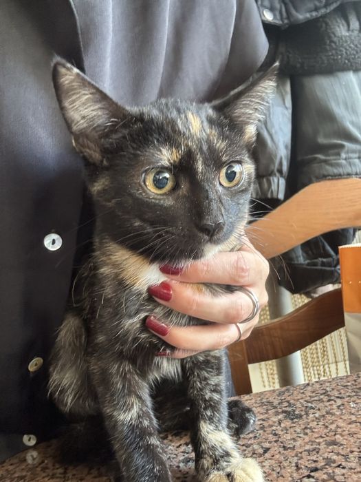 Gatinha bebé grátis 4 meses tricolor