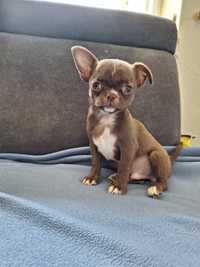 Brazowy Piesek Chihuahua