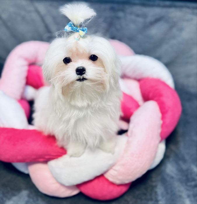 Maltańczyk fci piesek