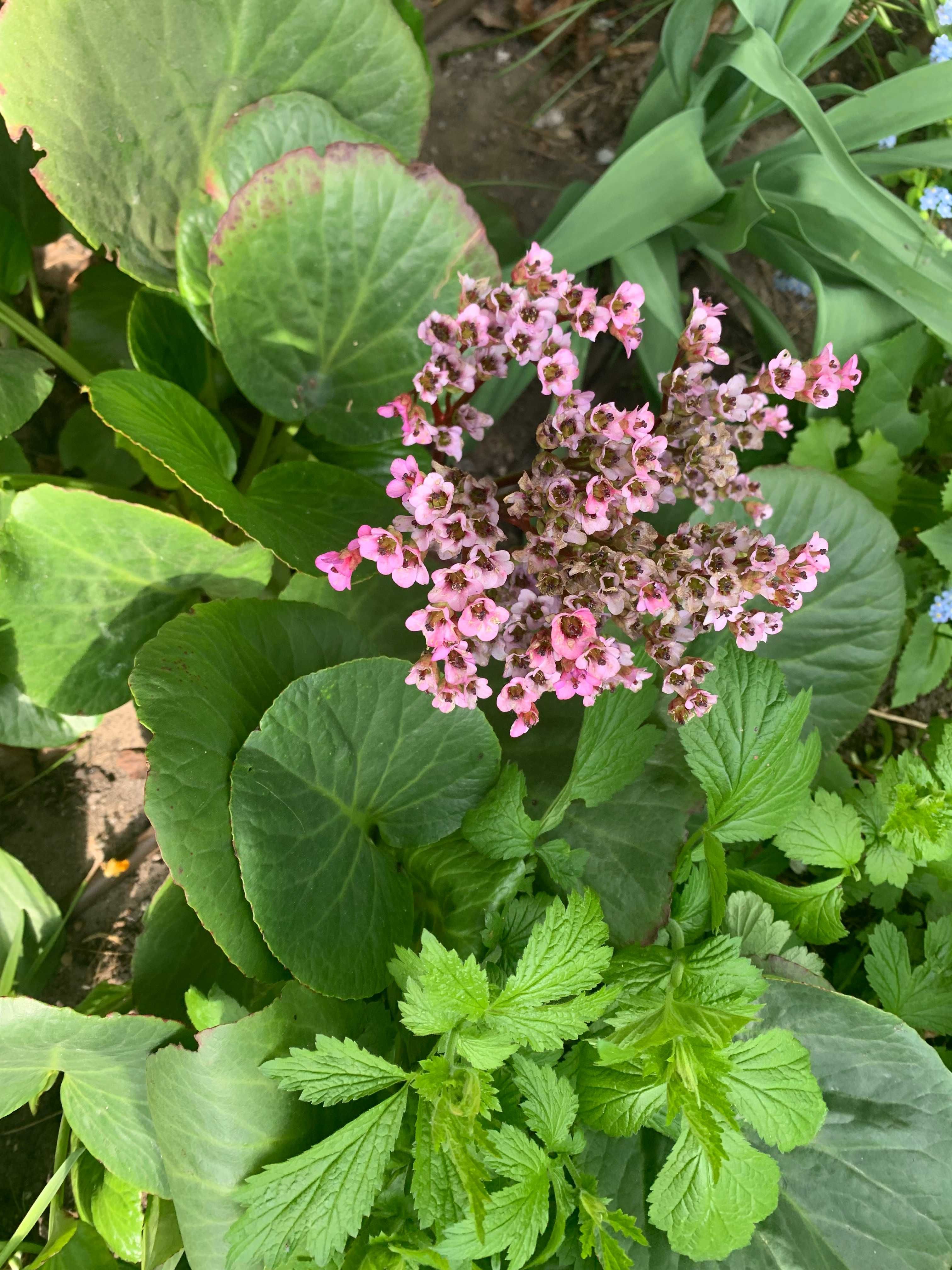 Wiosenna różowa zimozielona wieloletnia bylina bergenia