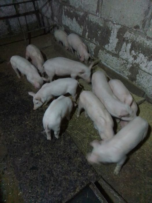 Поросятка Лебединський р-н В.Вистороп