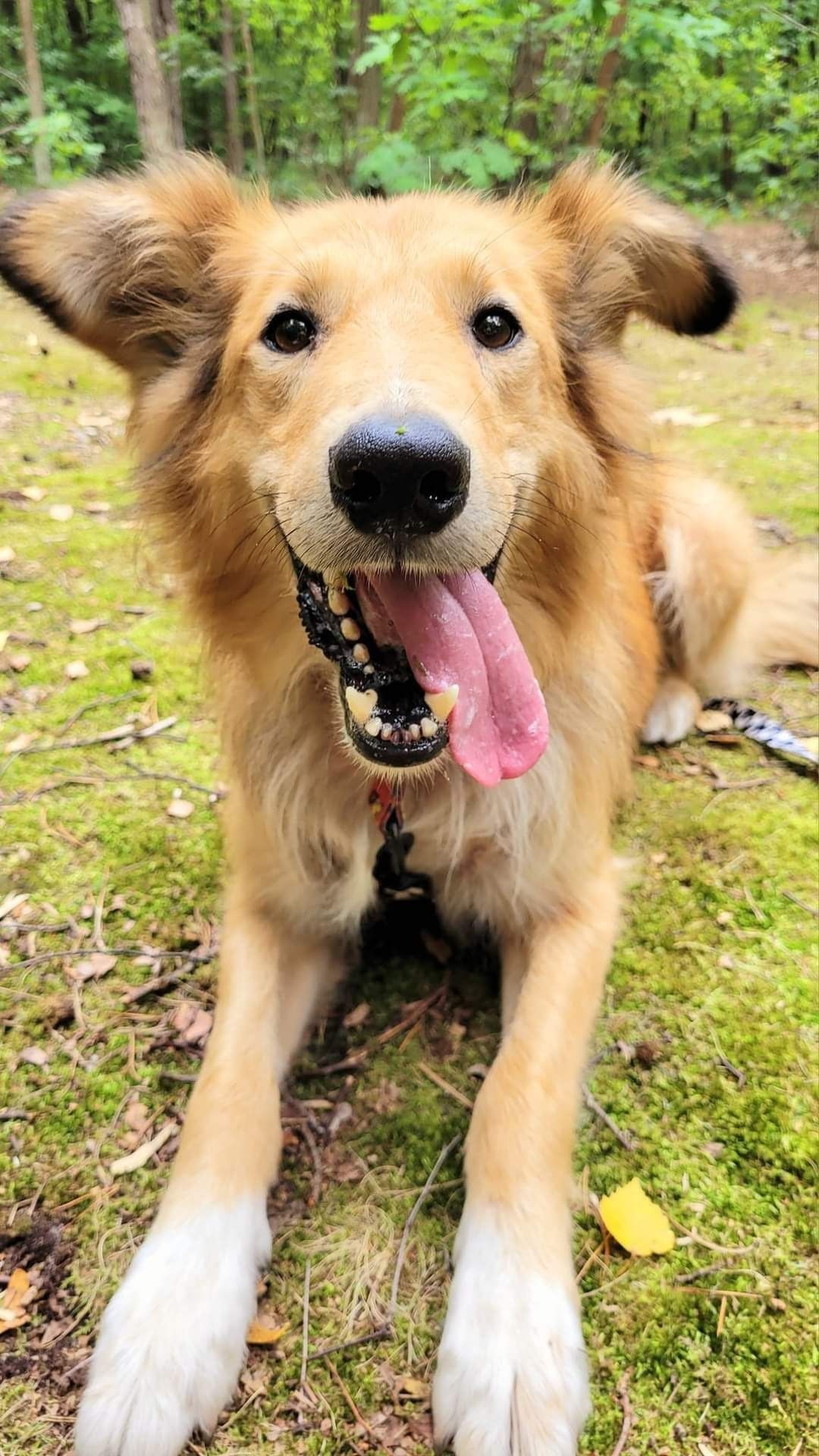 Kastler w typie collie szuka doświadczonego opiekuna.