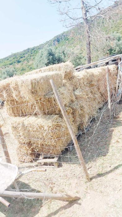 Fardos de palha de erva