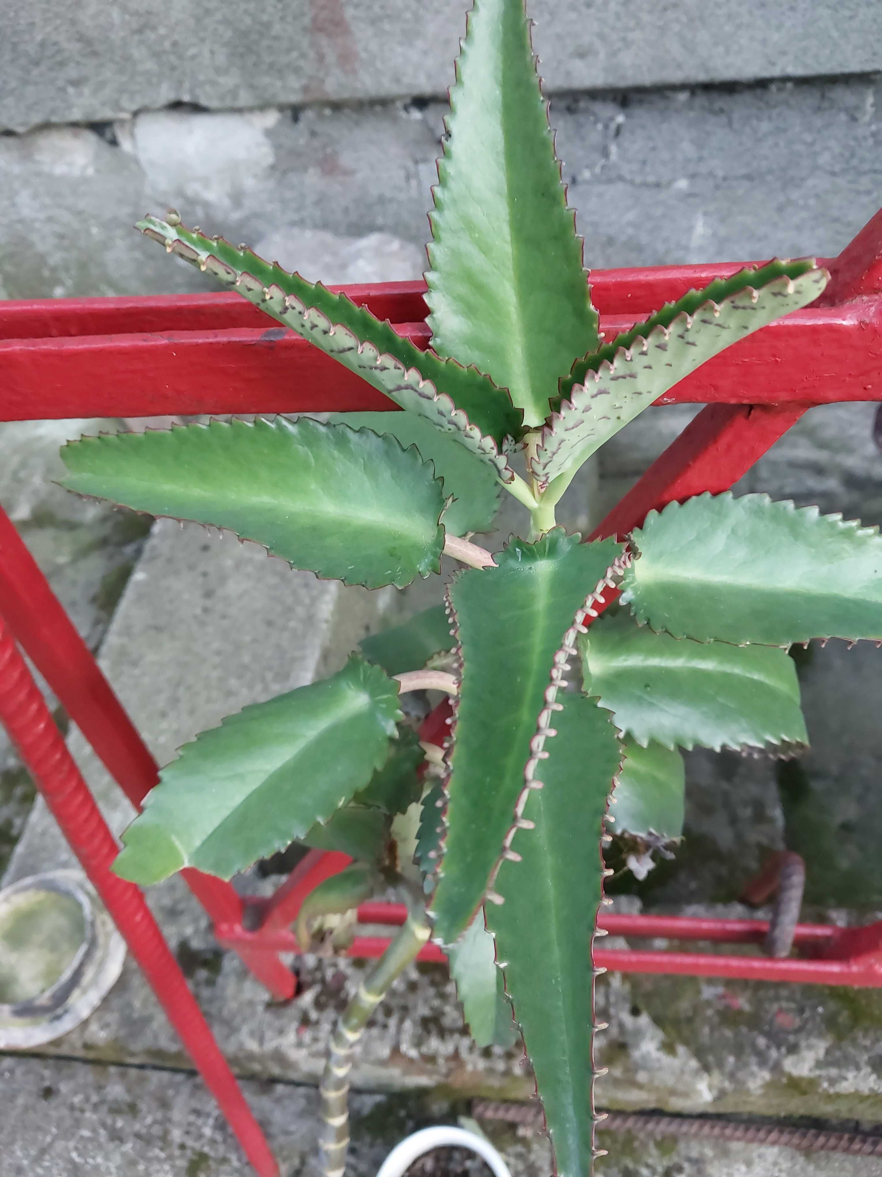 Oddam kwiat Aloes