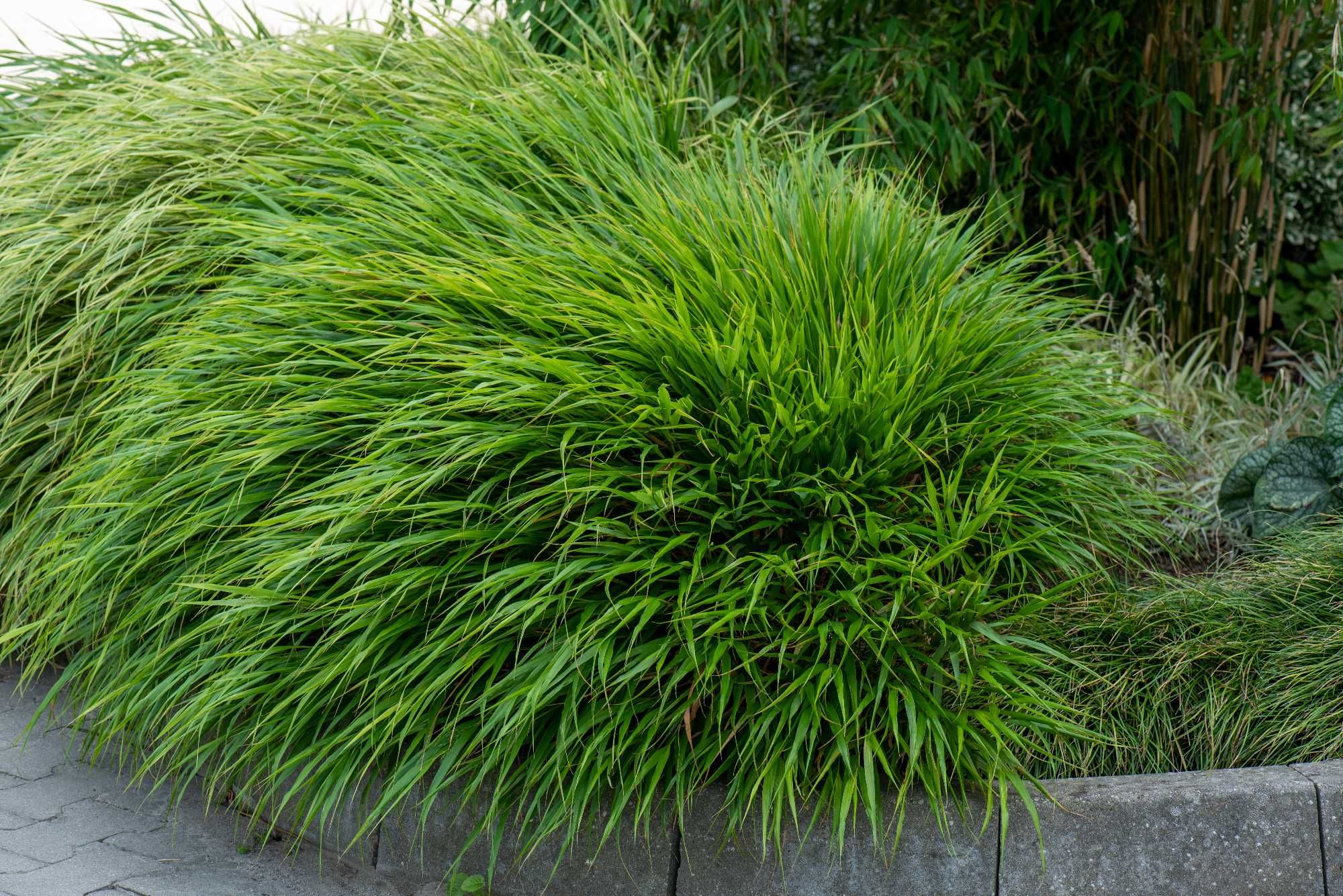 Hakonechloa różne odmiany