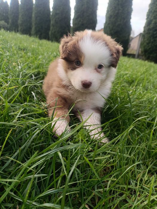 Owczarek australijski piesek red tri, długi ogon gotowy do zmiany domu