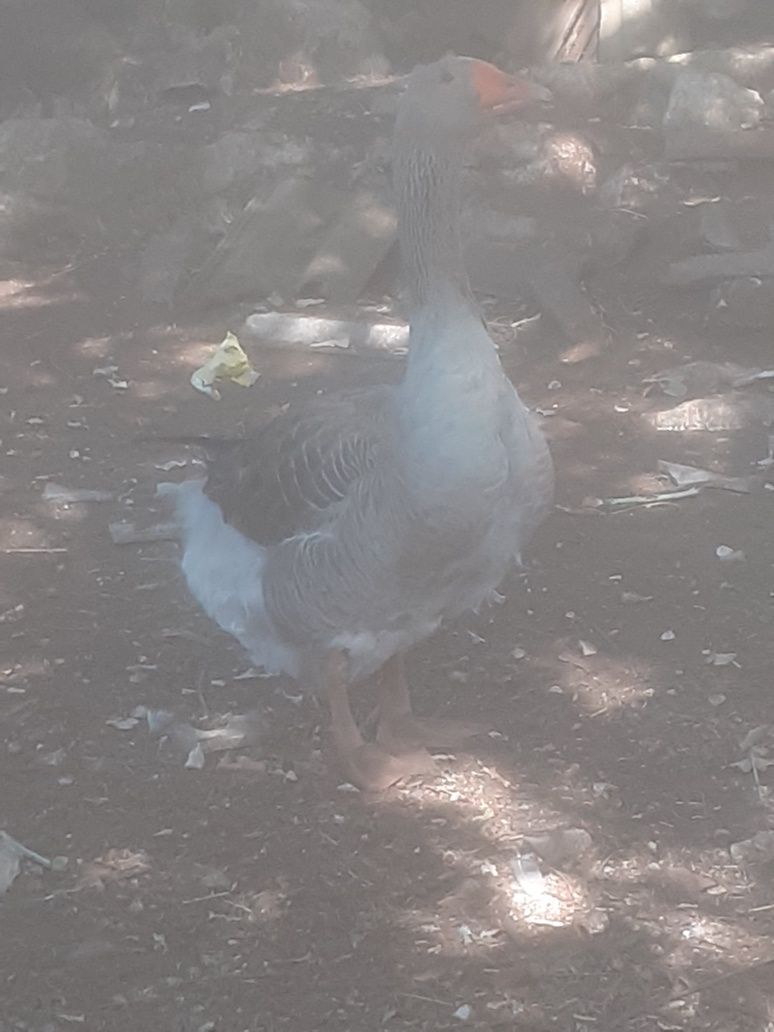 Patos gansos de Toulouse com serca dois meses