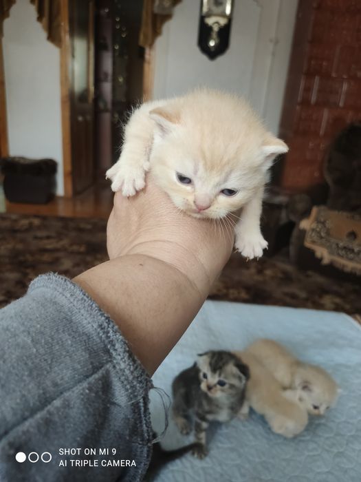 Шотландські кошенята.