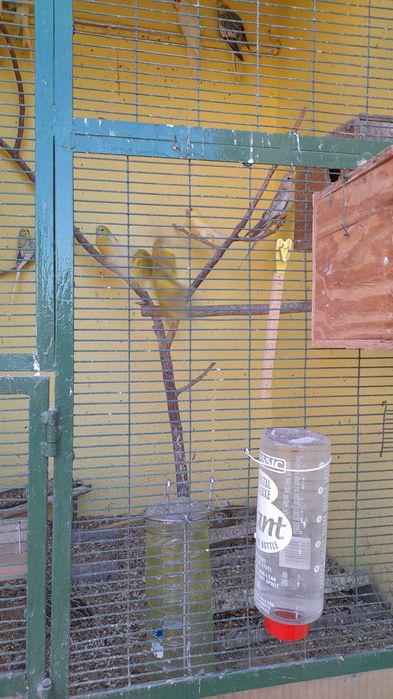 Caturras adultas prontas para criar