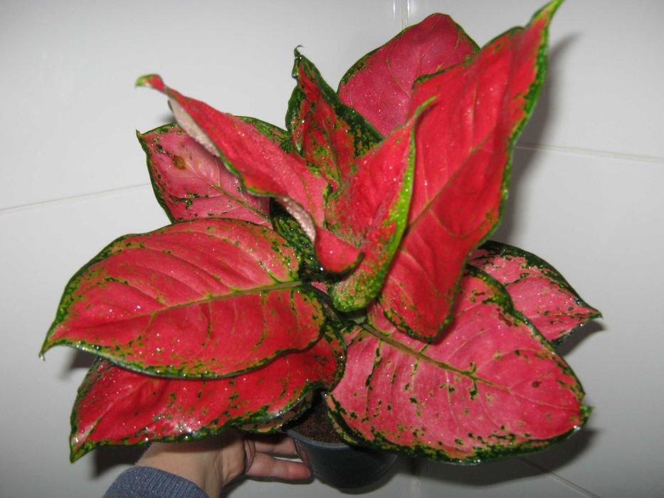 аглаонема красная и желтая есть детки от 350грн