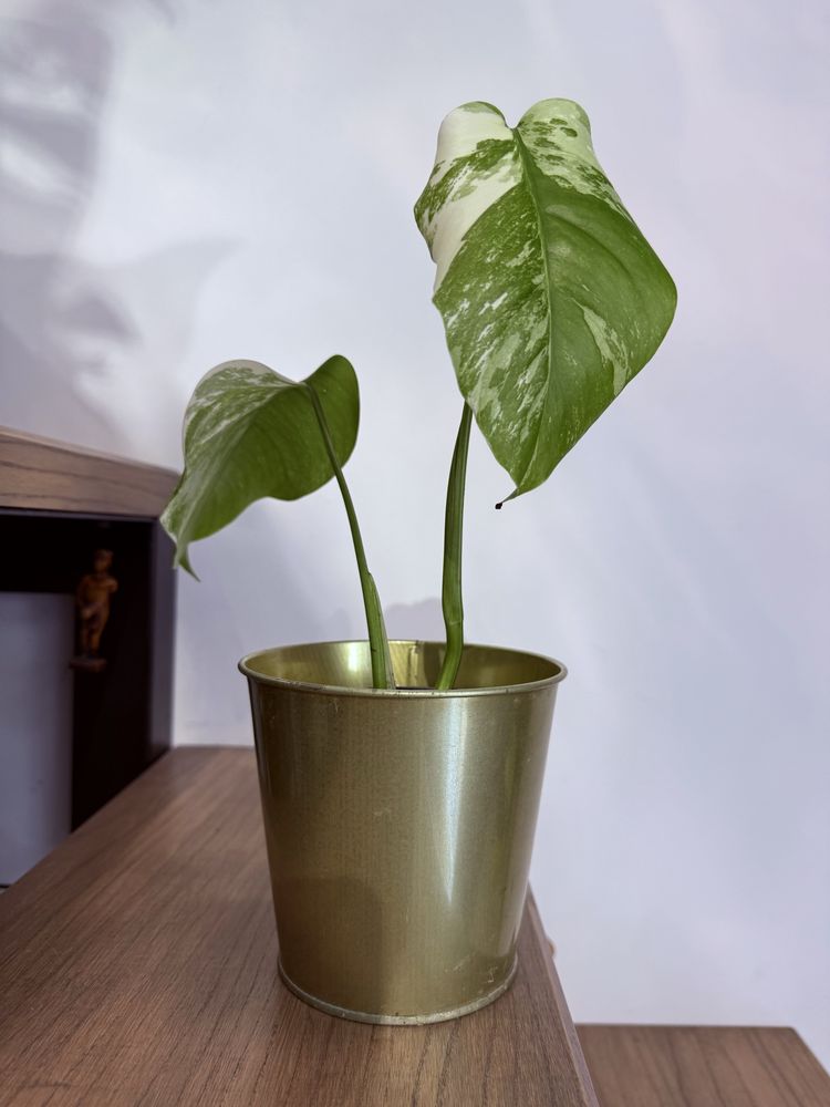 Monstera variegata big form ukorzeniona