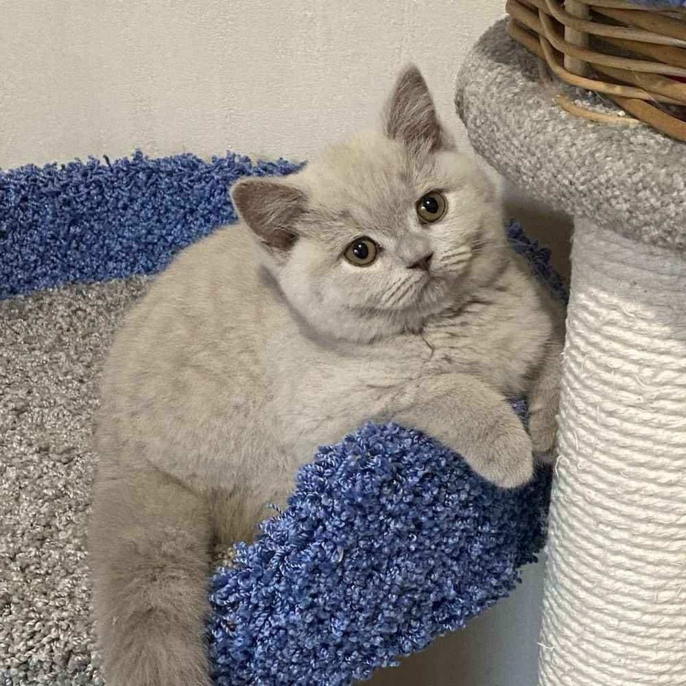 Лілові кошенята