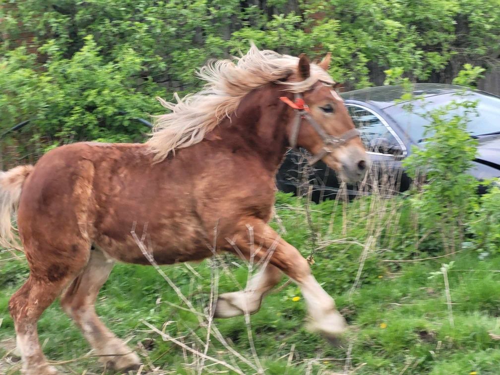 Sprzedam konie klacze