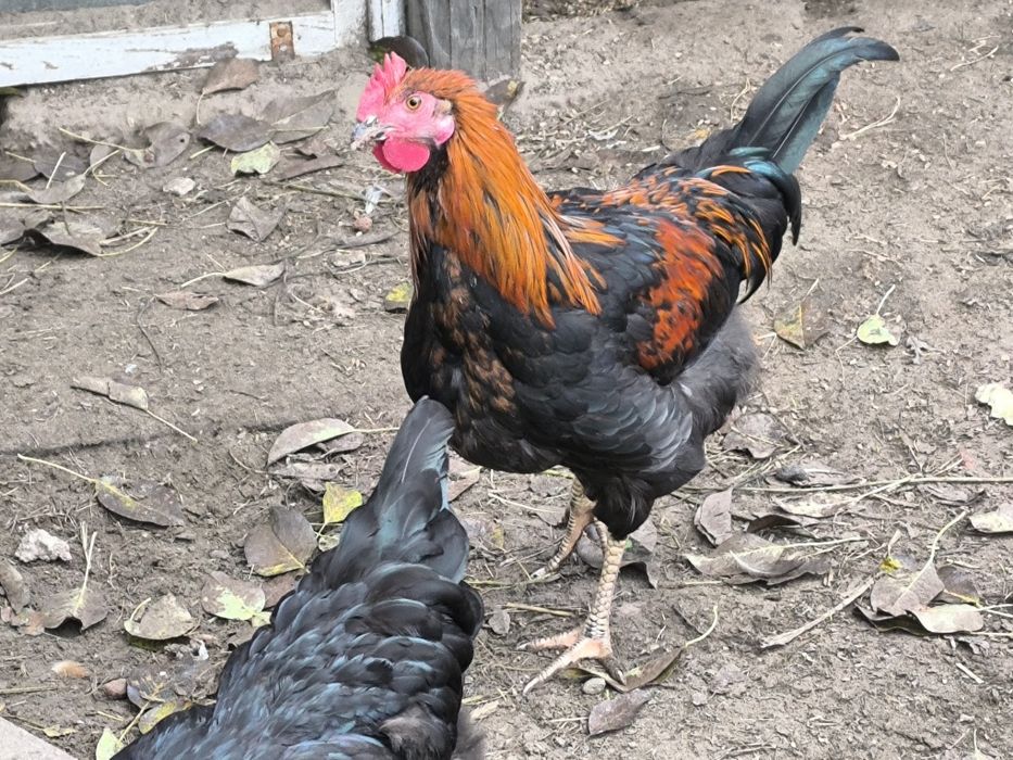 Młode koguty z czerwca 2025