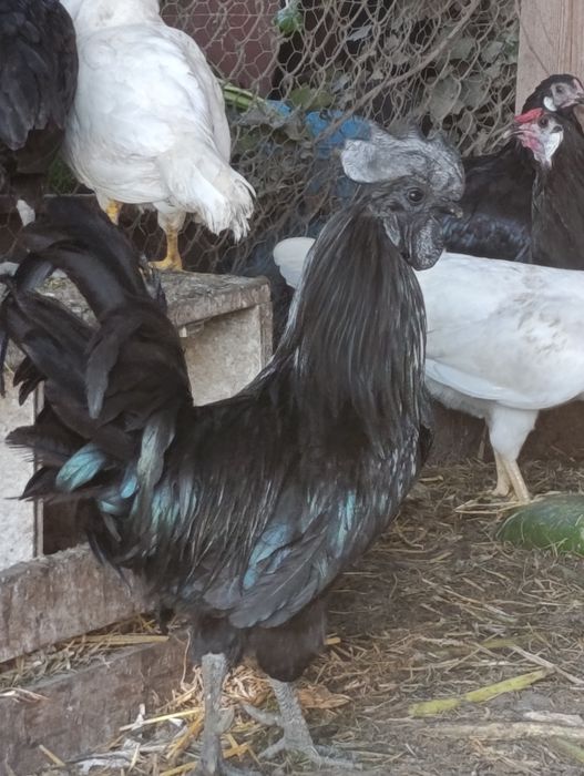 Kogut Ayam Camani