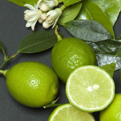 Лайм "Мексиканский" без шипов ("Messicana" senza spine) комнатный