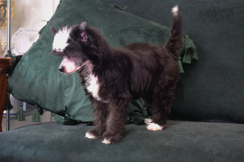 Cão de Crista Chines - Variedade Com pelo