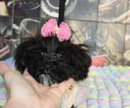 Yorkiepoo mini suczka nie maltipoo