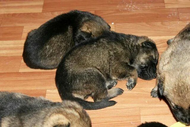 Цуценята Німецької Вівчарки (Зонарний/Чепрачний окрас)