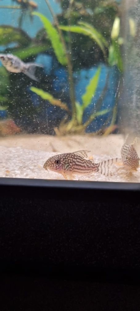 Kirysek sterby/ sterbai/corydoras sterbai