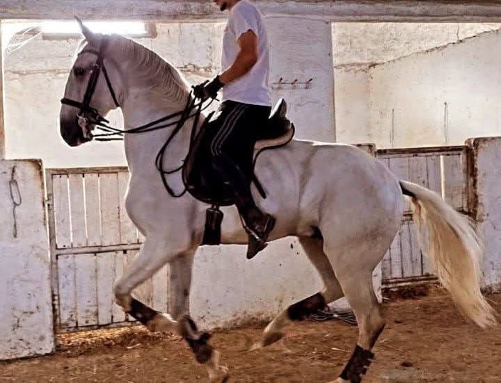 vendo cavalo lusitano puro