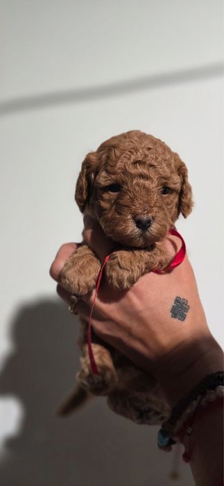Piękna ciemna red brown kręcona cavapoo szkolenie rodowod wyprawka