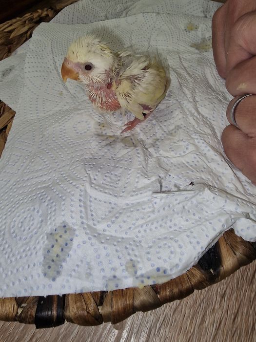 Roseicollis criados à mão