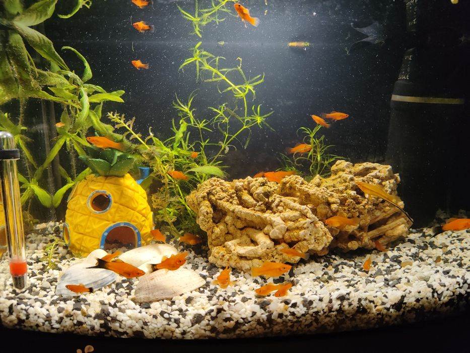 Mieczyki Czerwone Red