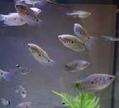 Tricogaster / Gourami