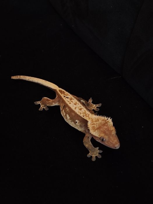 Gekon orzęsiony samica czerwona harlequin dalmatian