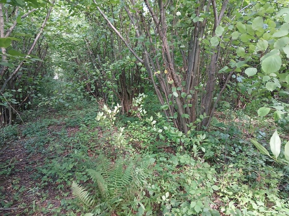 Drewno na opał leszczyny