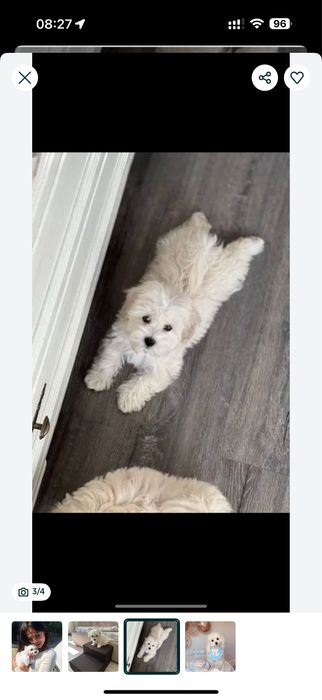 Мальтипу., мальтіпу., в наявності х л о пці