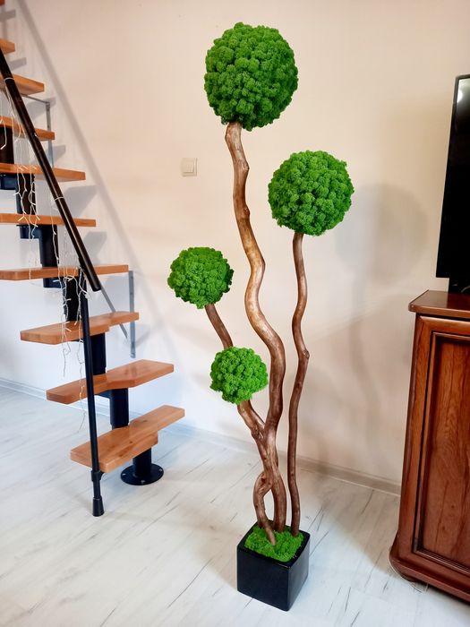 Duże Drzewko Bonsai.1,5m. z mchu chroboteka. Mech  Reniferowy.