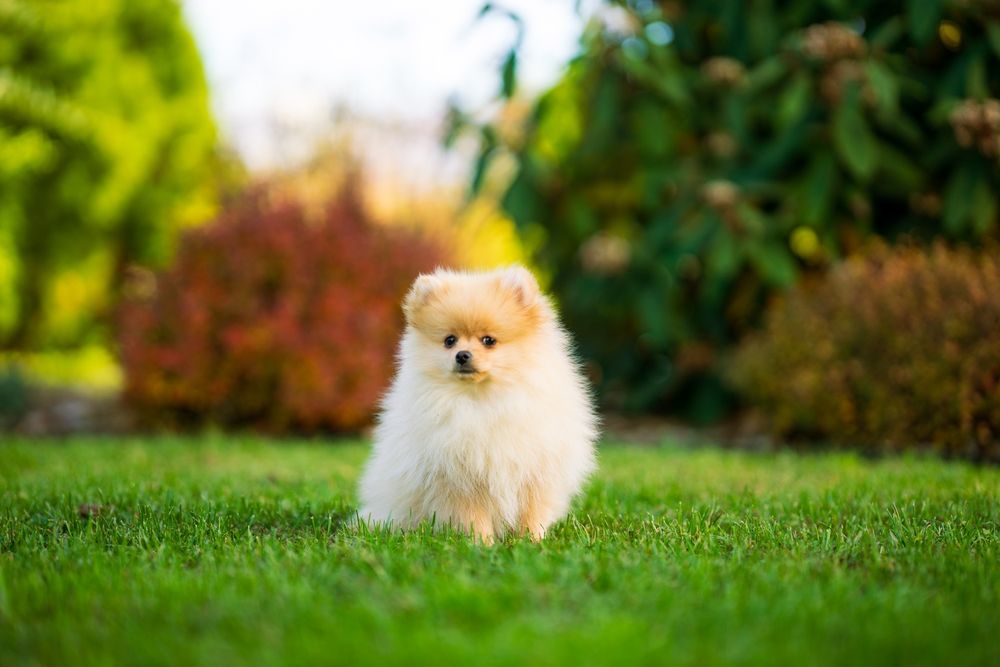 Pies szpic miniaturowy pomeranian