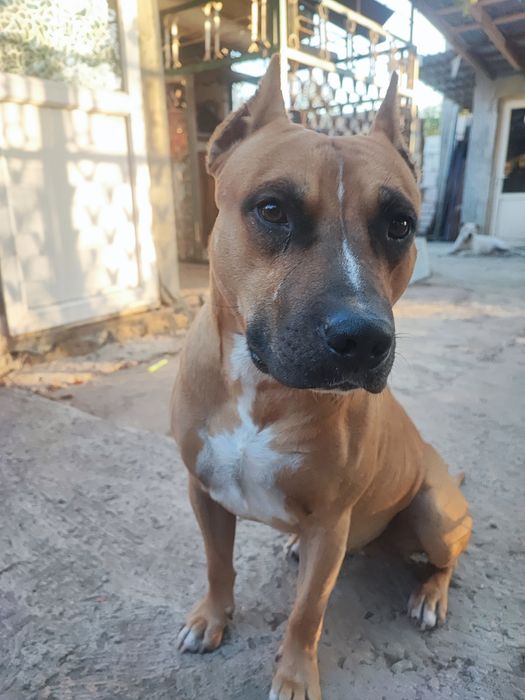 Вязка стаффорширский терьер