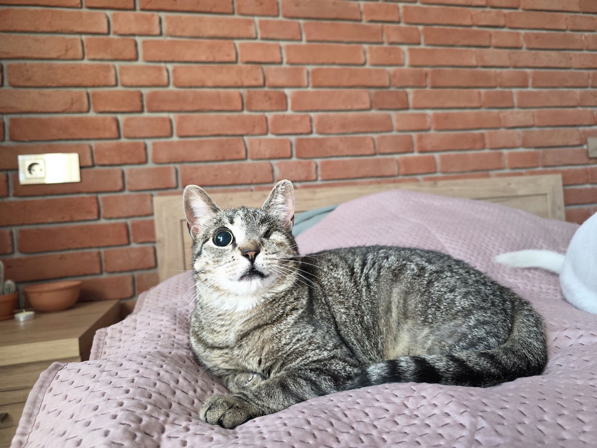 Grażynka kotka do adopcji 3 lata
