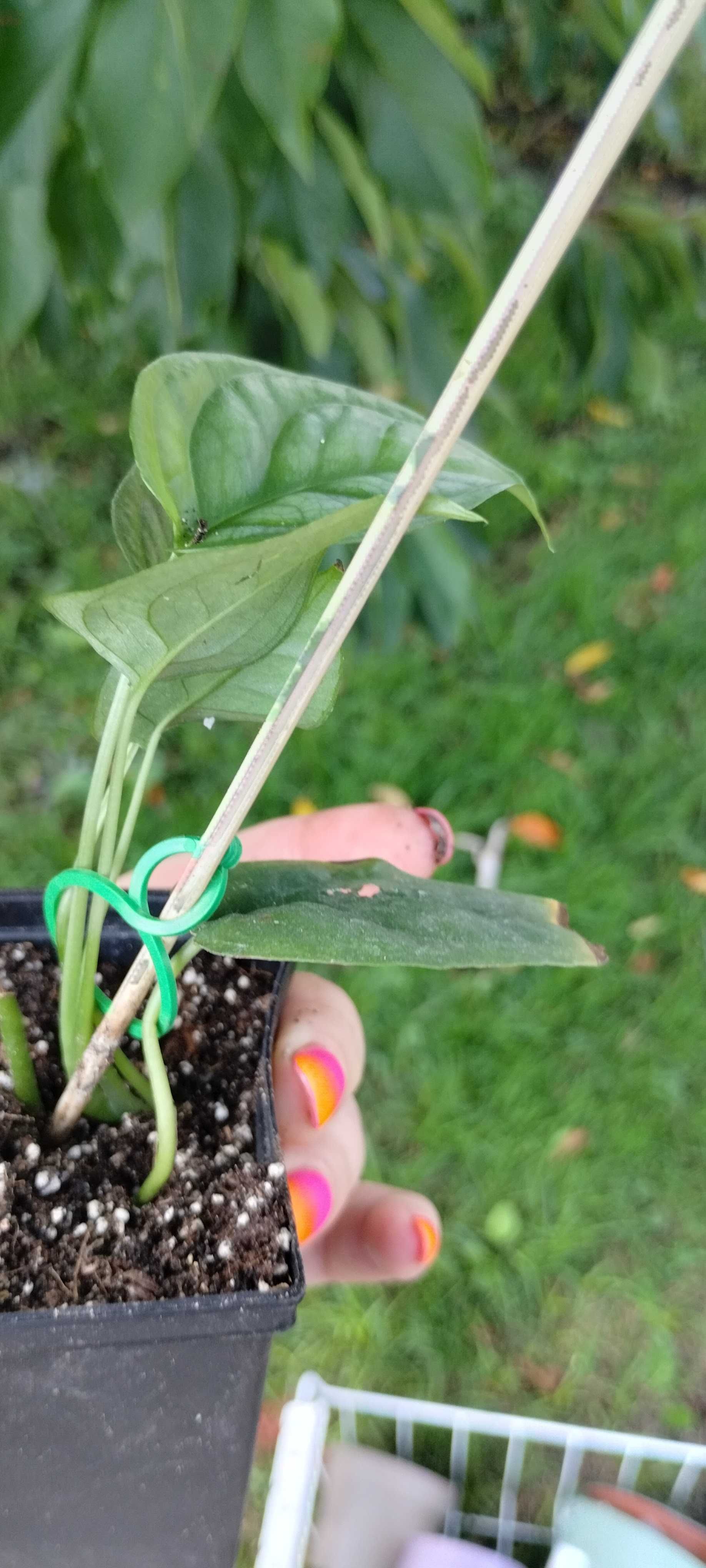 monstera siltepcana