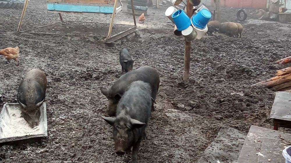 Продам Поросят КАРМАЛИ Вага різна