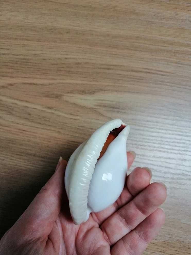 Muszla porcelanki jajowej, porcelanka jajowa Ovula ovum, muszla morska