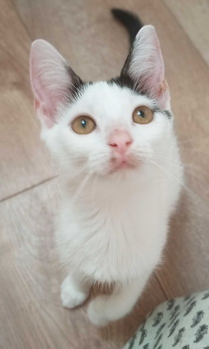 Słodki kotek Marianek do adopcji