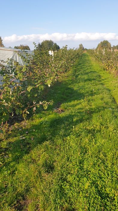 Sadzonki maliny wiosennej przehyba
