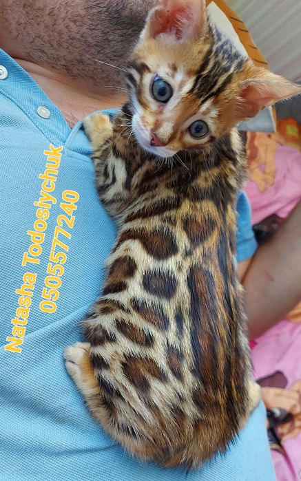 Яскравий клубний котик. WCF