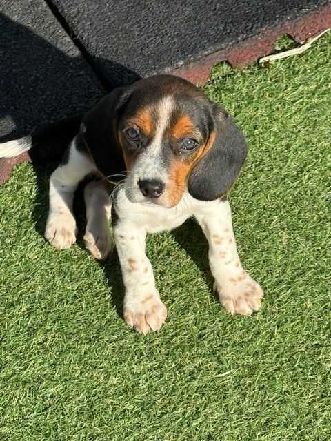 Cão procura nova família