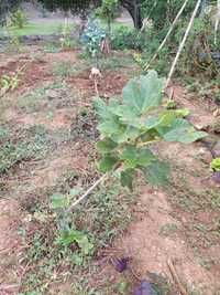 Produtos hortícolas- figueira pingo de mel