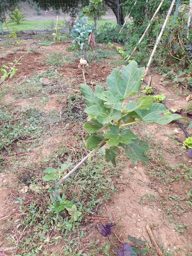 Produtos hortícolas- figueira pingo de mel