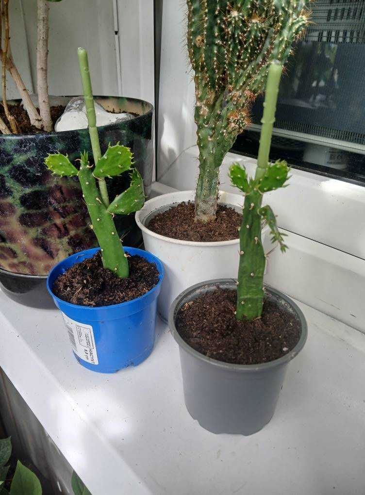 Kaktus (Cactus) Opuntia Jamaica