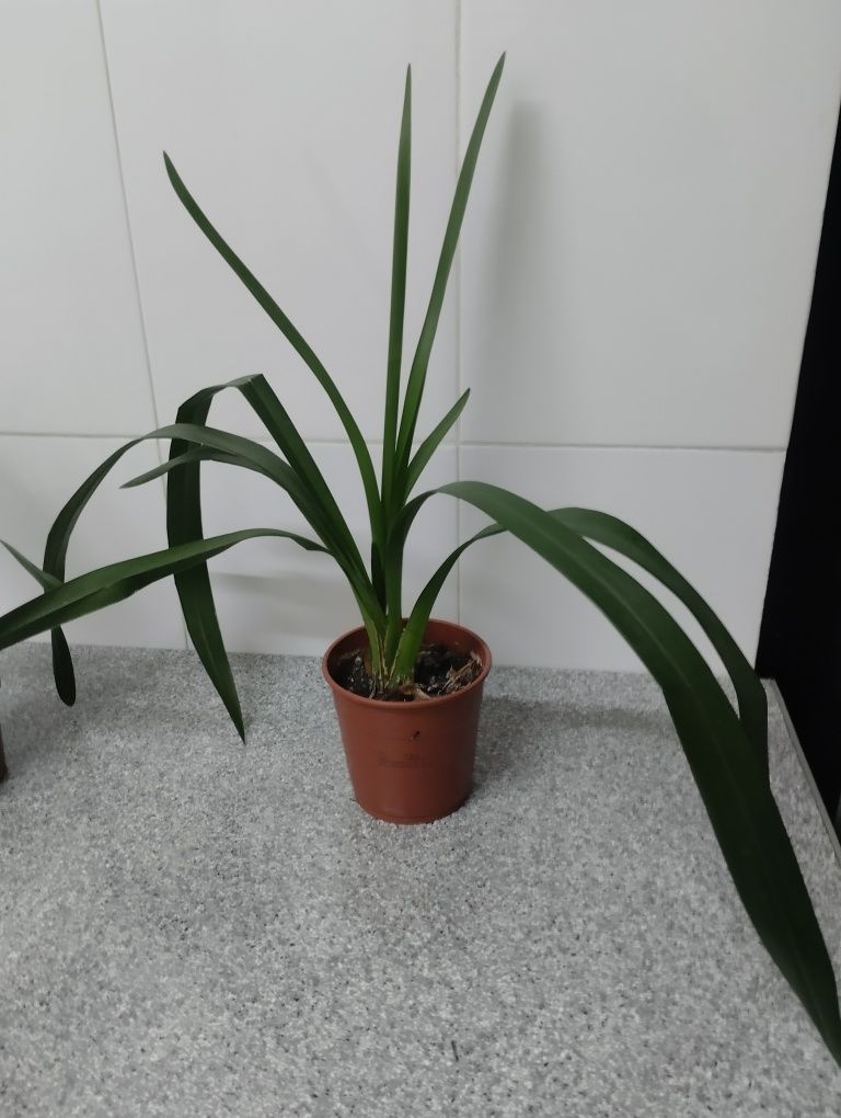 Plantas Naturais