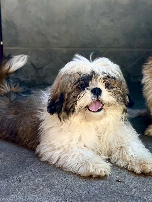 Девочка ши тцу..