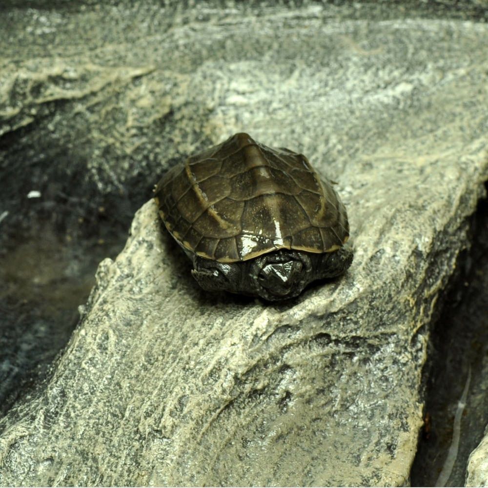 Żółw Chiński (Mauremys reevesii) 8cm