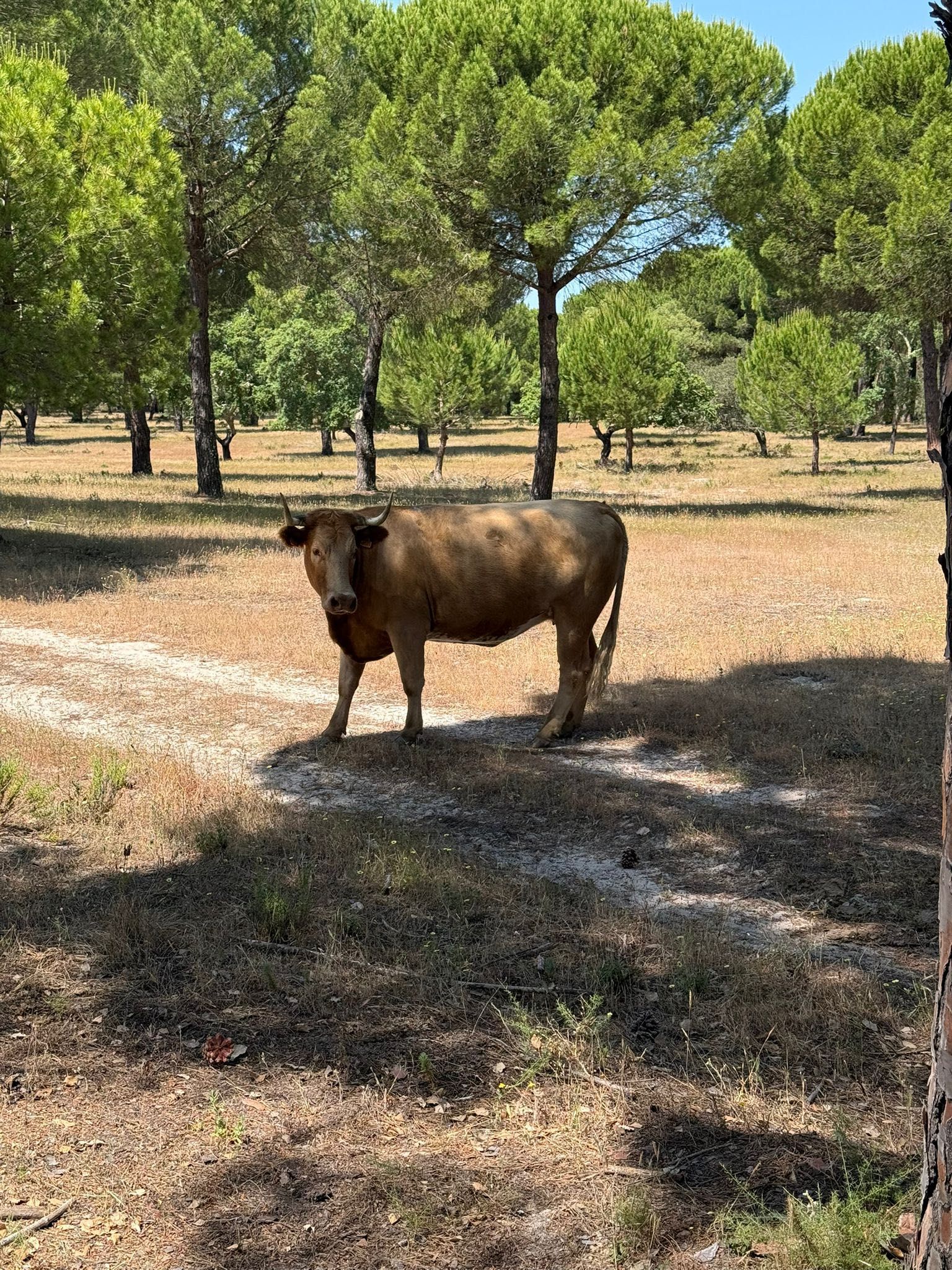 Vacas para venda